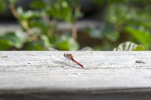Nära till naturen i Grythyttan