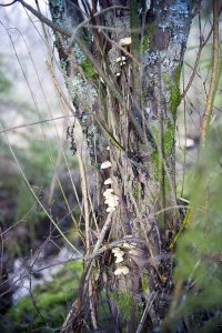 Naturstigen Grythyttan