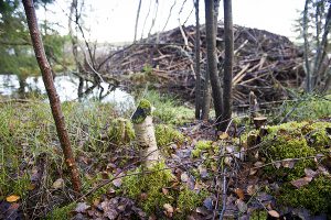Naturstigen Grythyttan