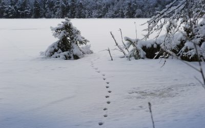 God Jul & Gott Nytt år ❄️