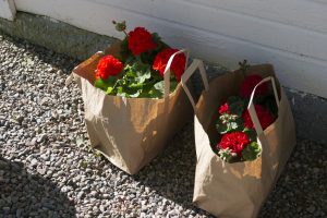 Pelargoner om våren på Herrgården i Grythyttan