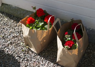 Pelargoner om våren på Herrgården i Grythyttan