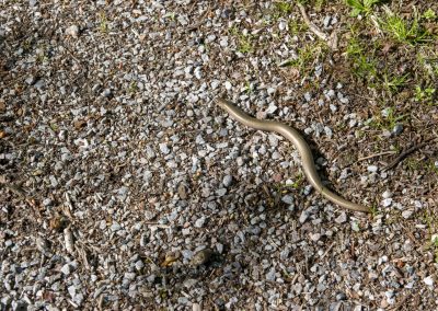 Naturliga inslag om våren på Herrgården i Grythyttan
