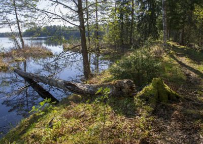 Naturstigen på våren, spår av bäver