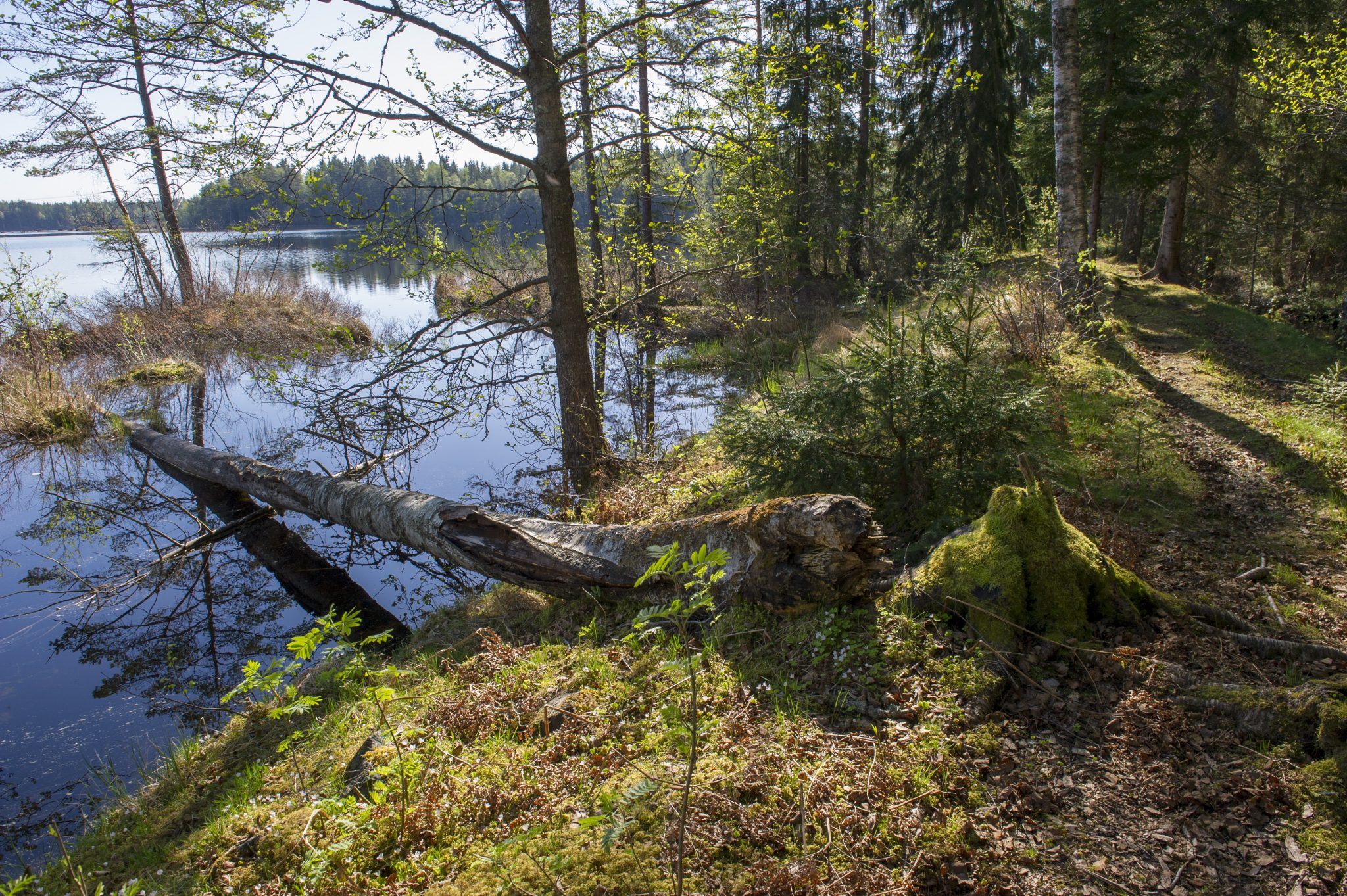 Naturstigen på våren, spår av bäver