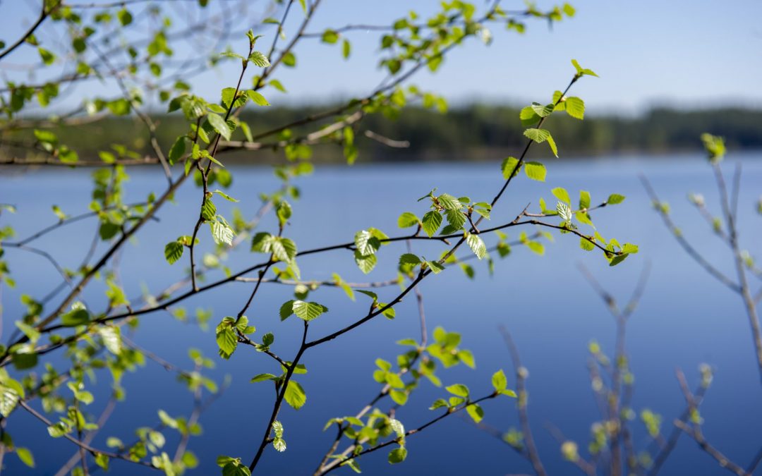 Möt våren på Herrgården i Grythyttan