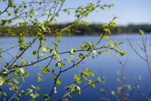 Möt våren på Herrgården i Grythyttan