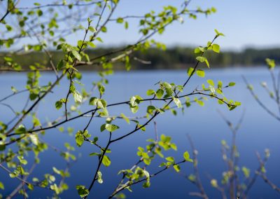 Möt våren på Herrgården i Grythyttan