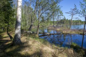 Naturstigen Grythyttan på våren