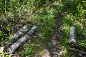 Naturstigen Grythyttan på våren