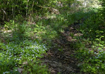 Naturstigen Grythyttan på våren