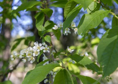 Naturstigen Grythyttan på våren