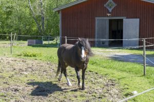 Möt våren på Herrgården i Grythyttan