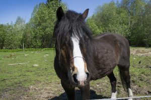 Möt våren på Herrgården i Grythyttan