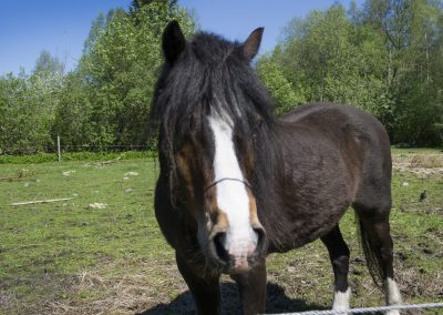 Möt våren på Herrgården i Grythyttan